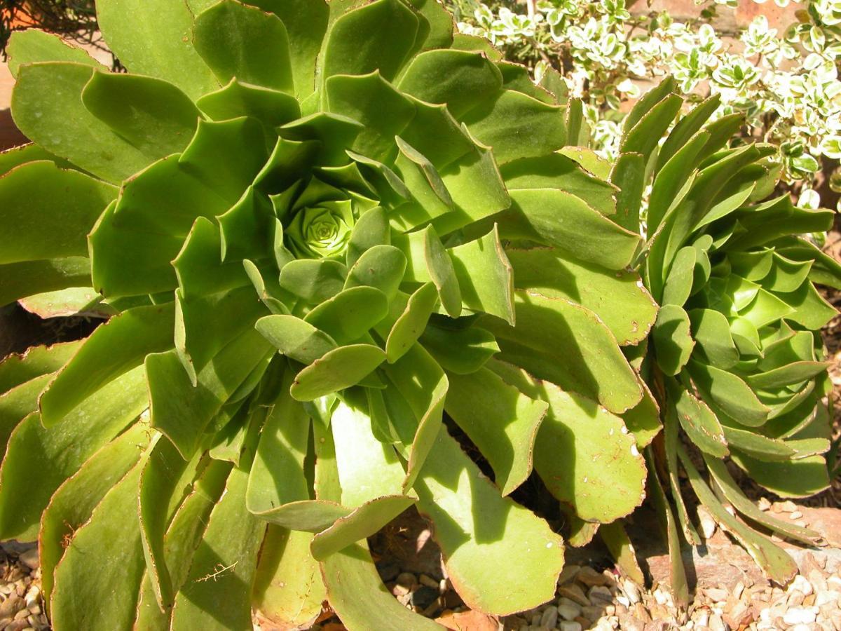 Pane Vivente Garden Cottage Beaufort West Dış mekan fotoğraf