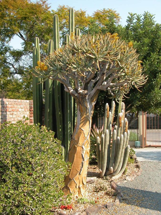 Pane Vivente Garden Cottage Beaufort West Dış mekan fotoğraf